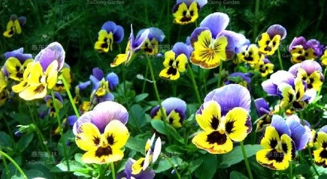 1588050071918583.jpg u=287502815,3338307887&fm=26&gp=0.jpg