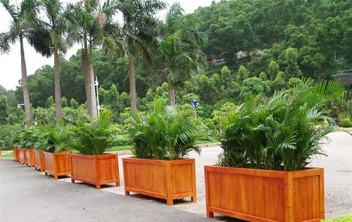 花箱綠植 花箱綠植