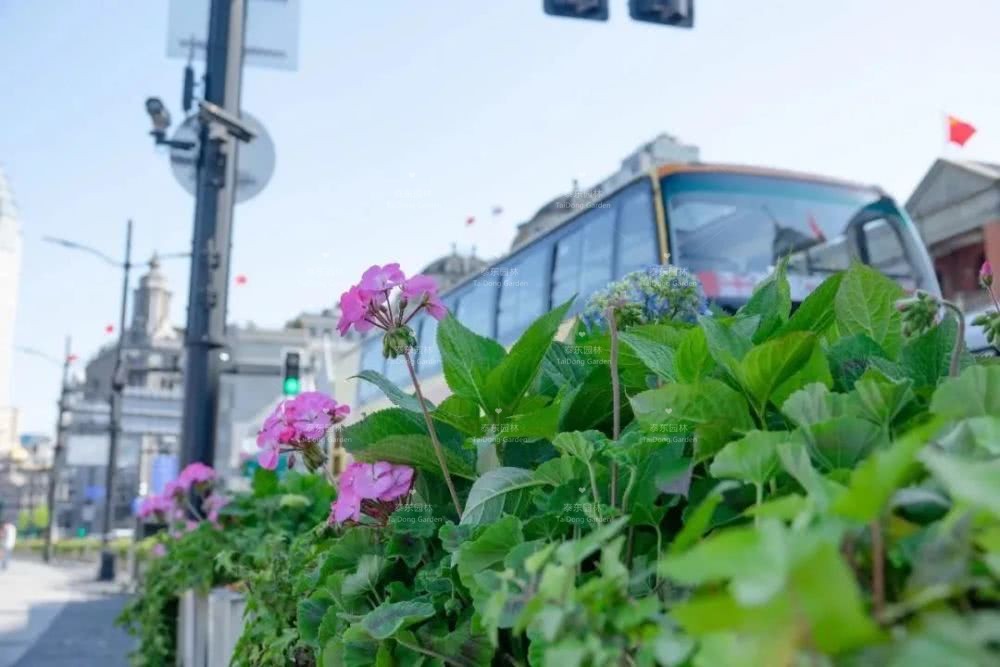 1588465542897508.jpg 花箱