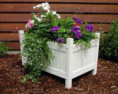 花箱植物 花箱植物