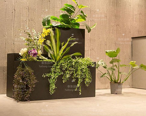 花箱植物 花箱植物