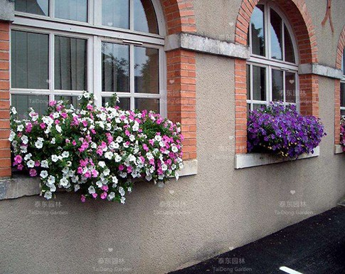 家庭花箱 家庭花箱