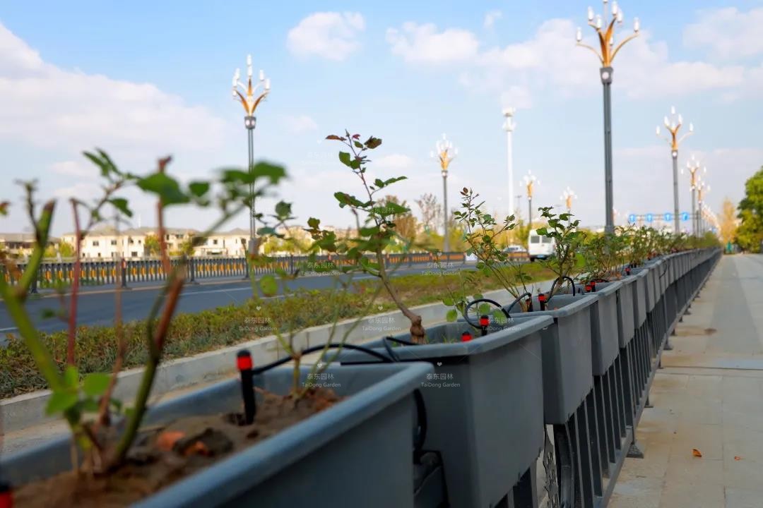 1616206820738506.jpg 花箱