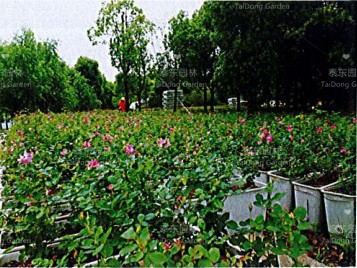 1676356613221160.png 花箱